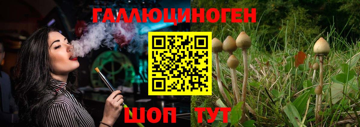 Галлюциногенные грибы Psilocybine cubensis Аксай
